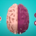 Avances en neurociencia y la importancia de cuidar el cerebro durante toda la vida